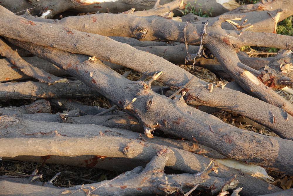 Biomass and Circular Economy at the Heart of a New Alliance Between LIFE-IP CEI Greece and the Hellenic Biomass Association